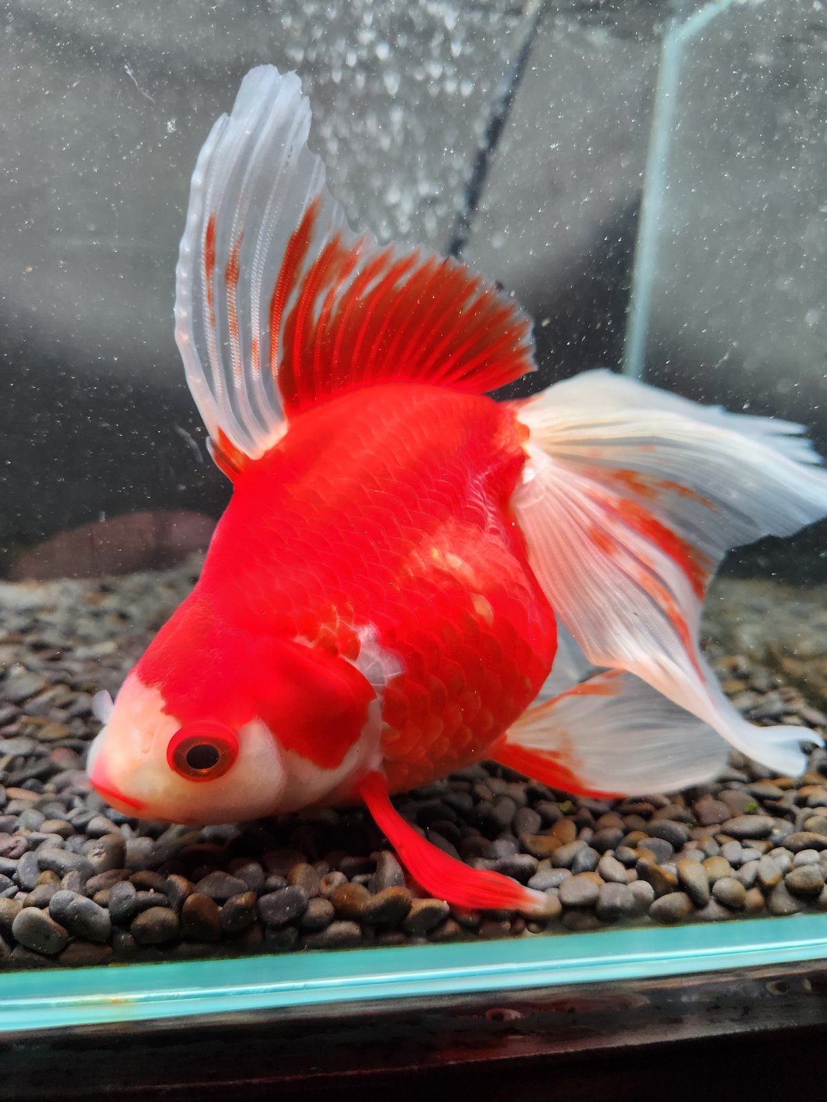 国産 更紗琉金19㎝± | 金魚・クワカブ専門店 祭-matsuri-