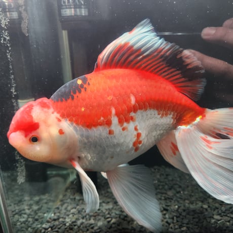 国産　上物ジャンボ獅子頭29㎝±