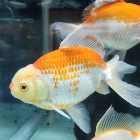 金魚ページ 金魚•クワカブ専門店 祭