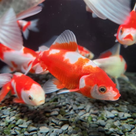 国産　ミロク和金9～14㎝±【良福観賞魚産】