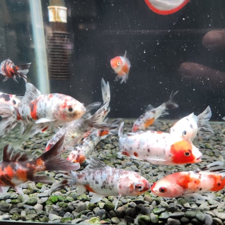 国産　銀鱗・墨朱文金8㎝± （長尾養魚場産）