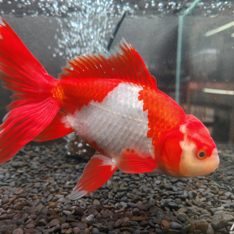 国産 ジャンボオランダ獅子頭20㎝± | 金魚・クワカブ専門店 祭-matsuri-