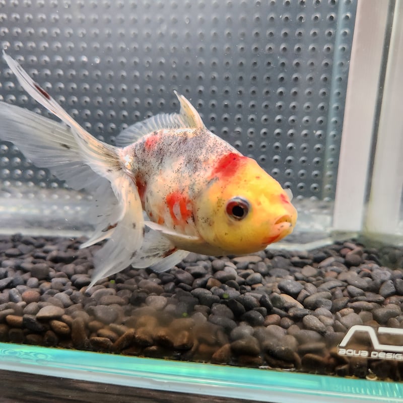 国産 五色東錦13㎝± （志村養魚場産） | 金魚・クワカブ専門店 祭-matsuri-