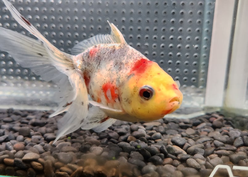 国産 五色東錦13㎝± （志村養魚場産） | 金魚・クワカブ専門店