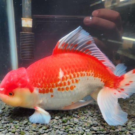 国産　上物ジャンボ獅子頭31㎝±