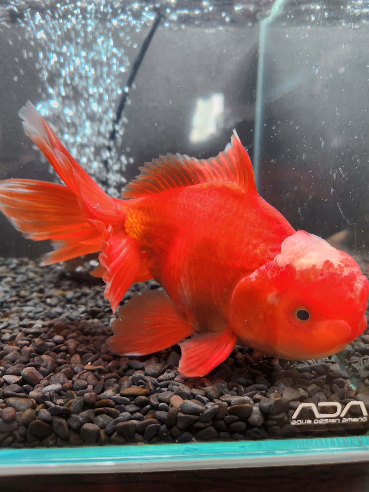 国産 上物ジャンボオランダ獅子頭20㎝± | 金魚・クワカブ専門店 祭