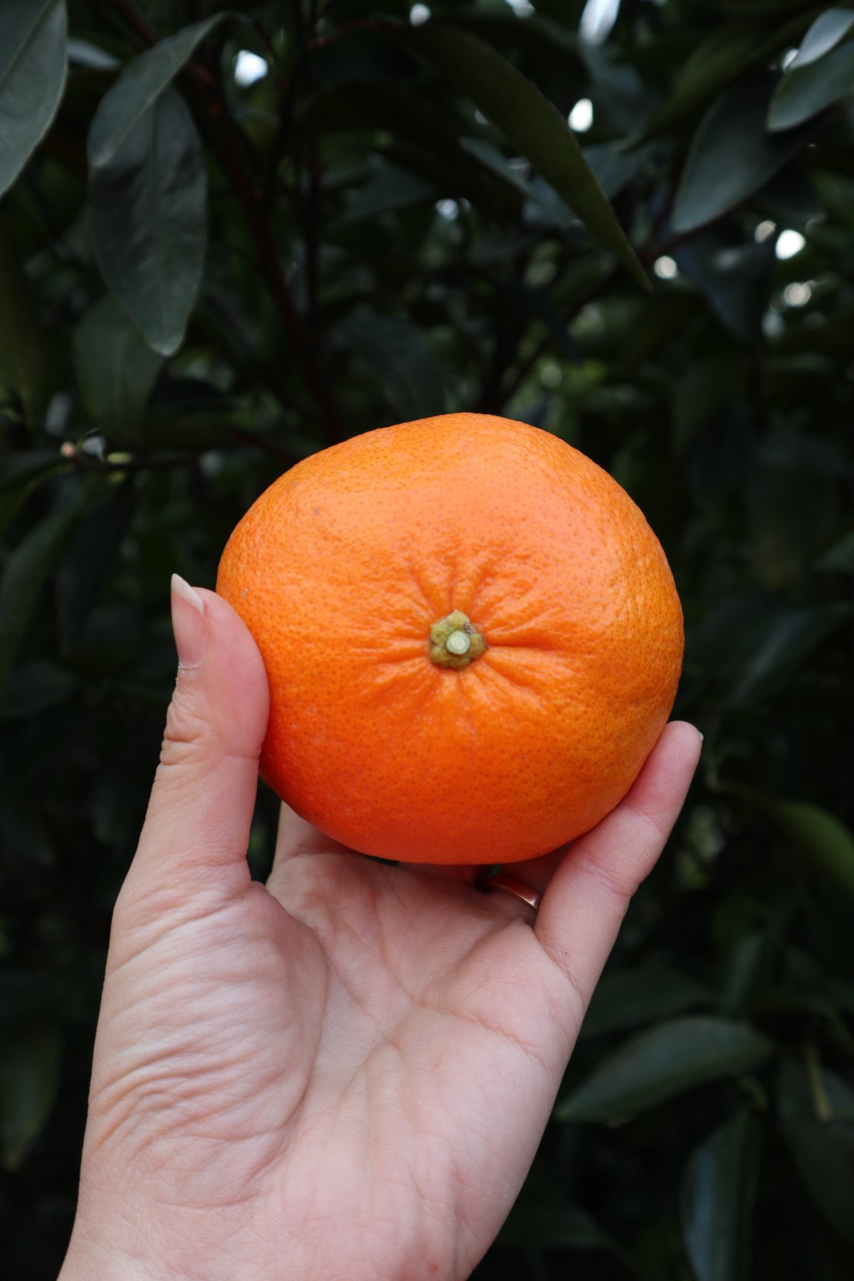 NAO 甘平　10kg 甘平 3kg-10kg | orchard