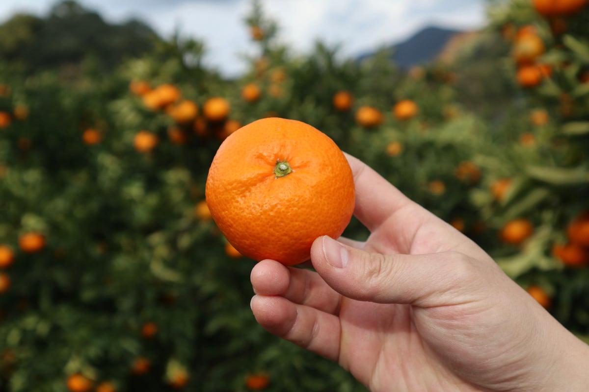 温州みかん（南柑20号） | orchard