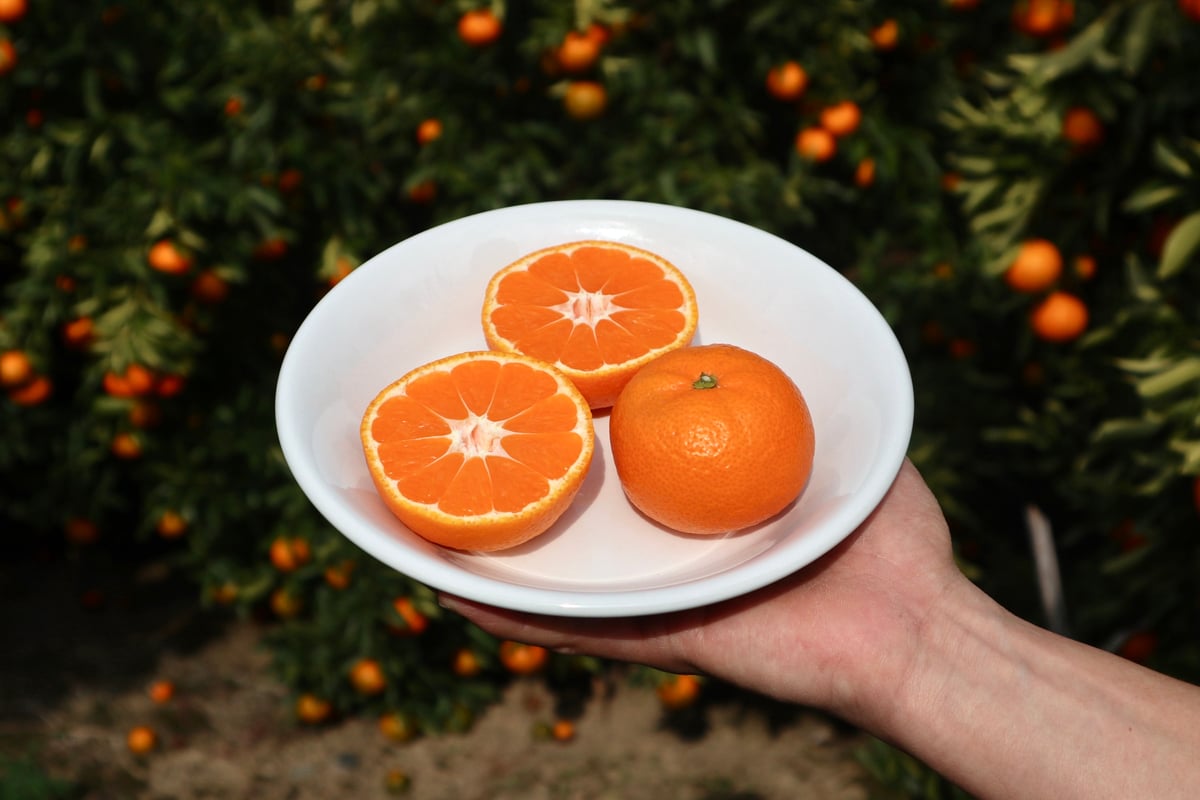 温州みかん（南柑20号） | orchard