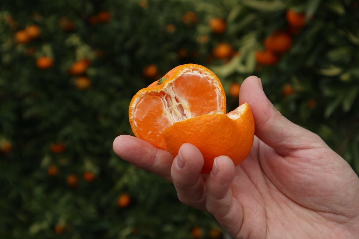 温州みかん（南柑20号） | orchard