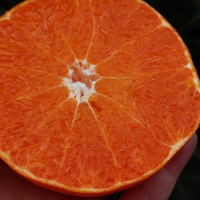 甘平 3kg-10kg | orchard