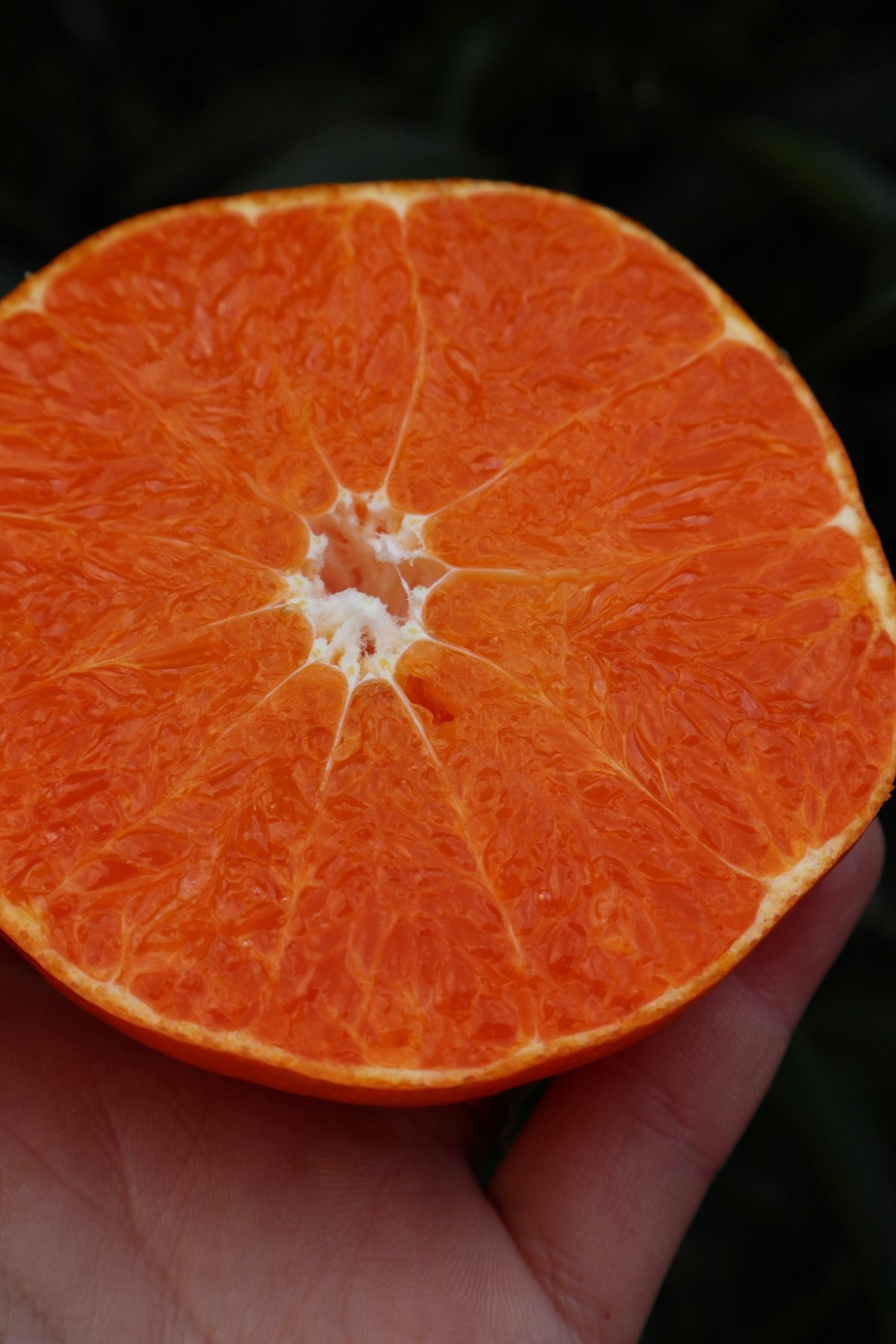 甘平 3kg-10kg | orchard