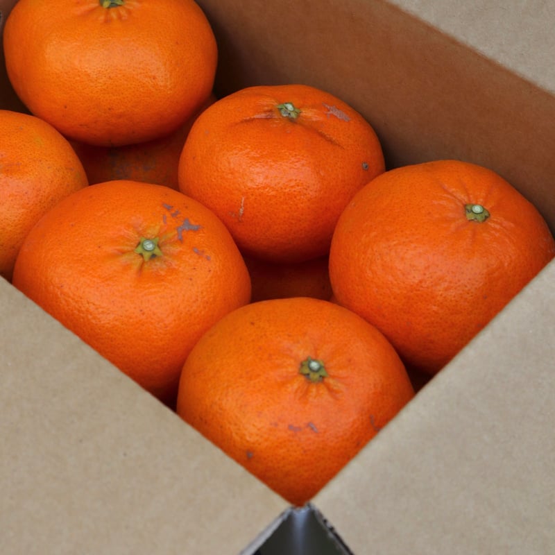 甘平 3kg-10kg | orchard