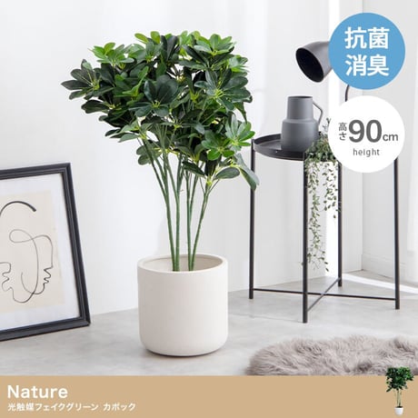 STORES 観葉植物の検索結果