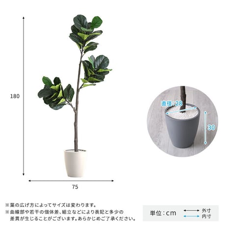 お手入れ簡単 フェイクグリーン フィカス・リラータ Lサイズ(180cm)