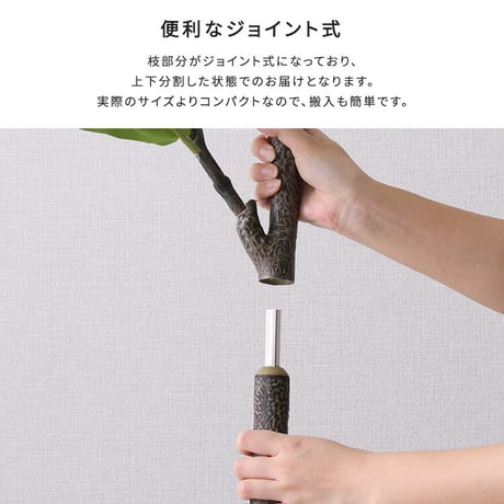 お手入れ簡単 フェイクグリーン フィカス・リラータ Mサイズ(150cm)