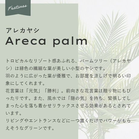 観葉植物 アレカヤシ 170センチ ミニ コンパクト 屋内 リアル お手入れ不要 鉢植え 光触媒加工 消臭効果 抗菌効果 防臭 ボタニカル ガーデニング 室内 グリーン お洒落 おしゃれ 北欧 リゾ