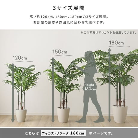 お手入れ簡単 フェイクグリーン フィカス・リラータ Lサイズ(180cm)