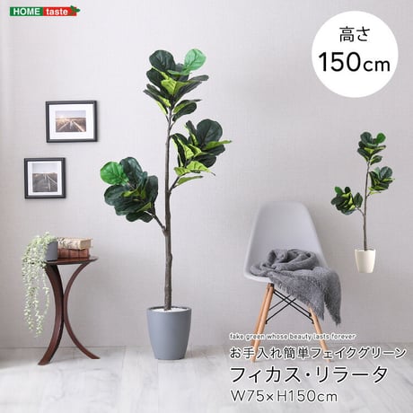 お手入れ簡単 フェイクグリーン フィカス・リラータ Mサイズ(150cm)