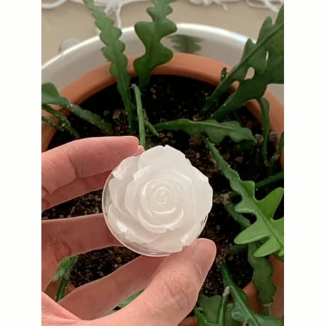 White Gold Rose Tok