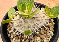 ユーフォルビア サピニー 実生 Euphorbia sapinii | HOIKAWA C