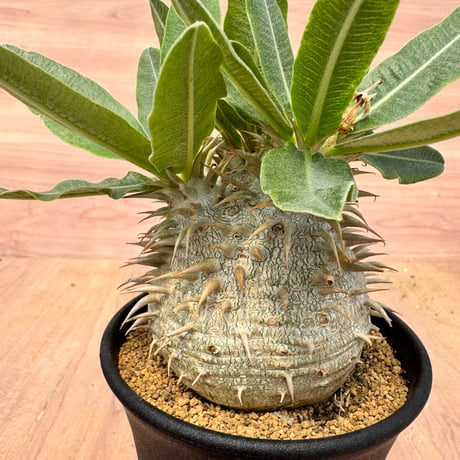 pachypodiumrosulatum | STORES