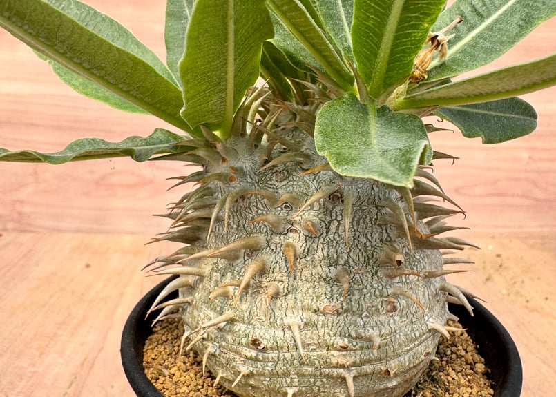 パキポディウム エブレネウム 実生 Pachypodium rosulatum v.eburn