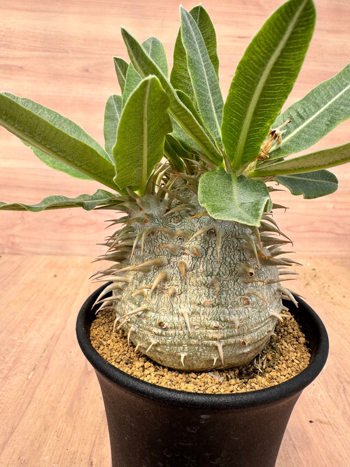 パキポディウム エブレネウム 実生 Pachypodium rosulatum v.eburn
