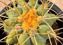 ギムノカリキュウム 強刺光琳玉 実生 Gymnocalycium cardenasianum