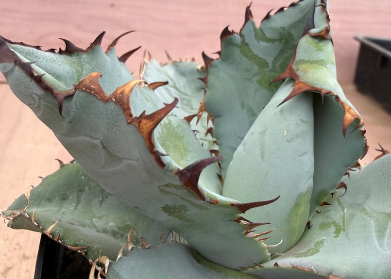 アガベ ビースト Agave titanota | HOIKAWA CACTUS GARDEN
