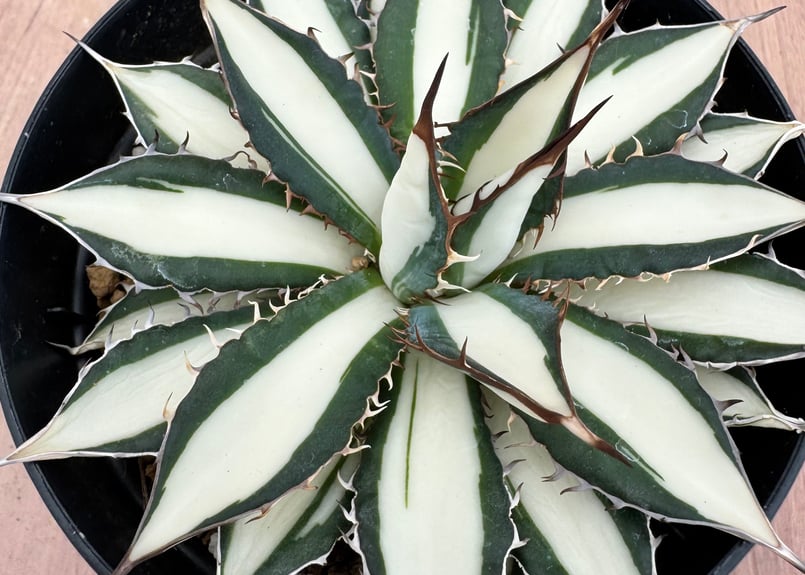 アガベ ホリダ　Dennis白中斑　特選 アガベ ホリダ Dennis白中斑 特選 アガベ ホリダ ＊中斑＊ | FELICITA