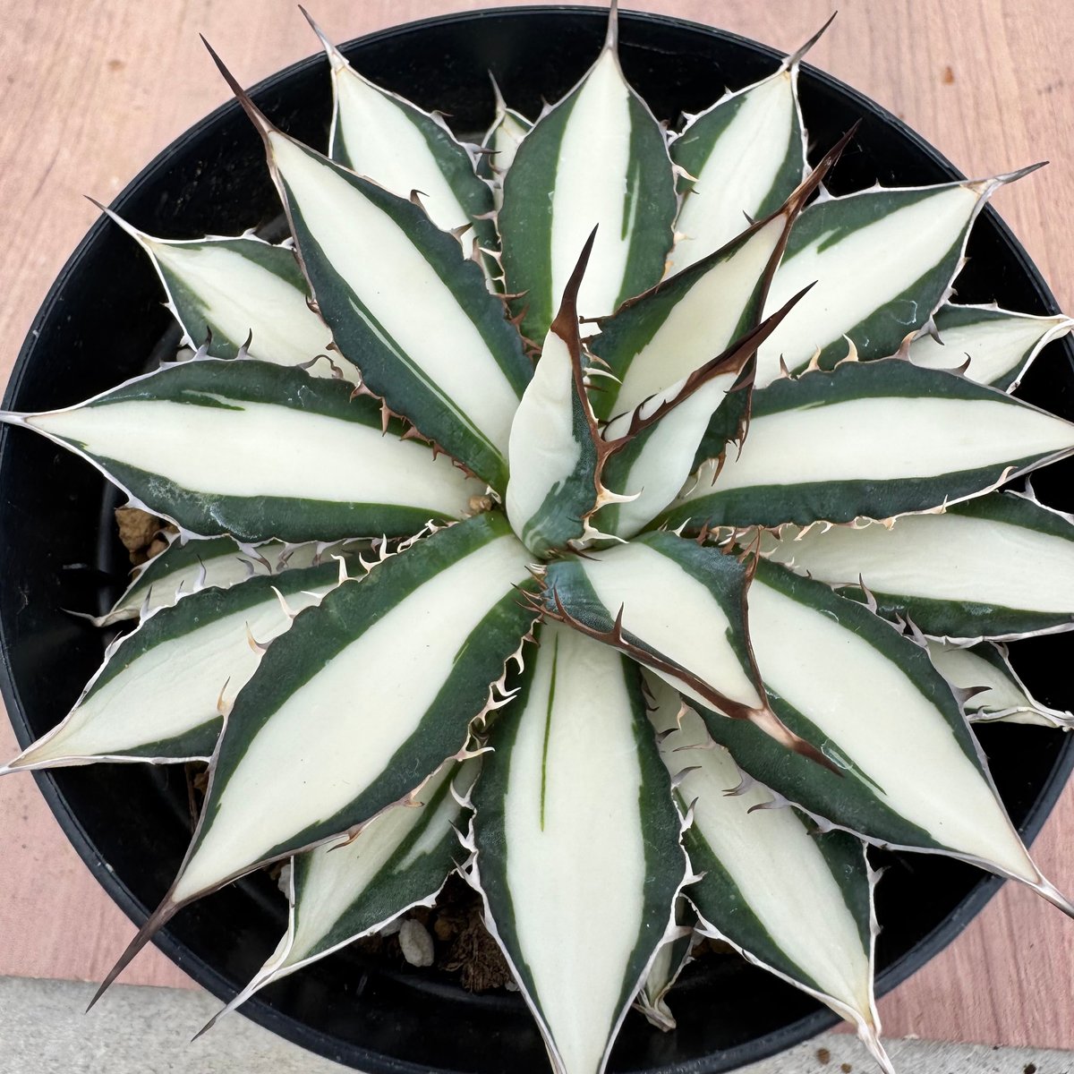 agave アガベ ホリダ 黄中斑 季節斑 アガベ ホリダ錦 白中斑 Agave horrida varieg. | HOIKAWA CA