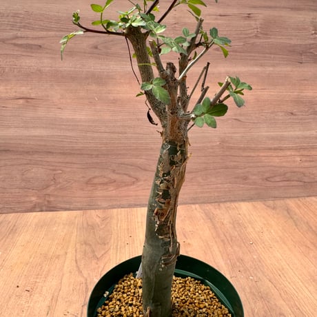 早い者勝ち！　ブルセラ　ファガロイデス　現地株 ブルセラ・ファガロイデス Bursera fagaroides 現地球/現地株