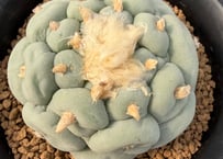 コピアポア ハセルトニアナ 実生 Copiapoa Haseltoniana 逆鱗丸 | HO