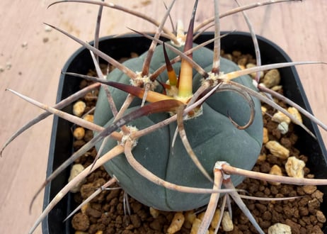 ギムノカリキュウム 強刺光琳玉 実生 Gymnocalycium cardenasianum