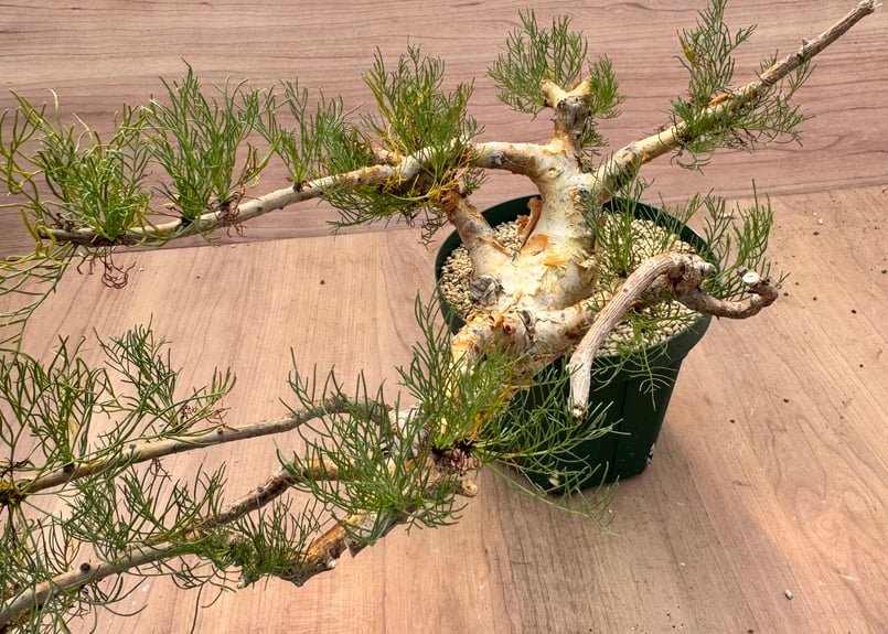 コミフォラ・クラウセリアナ（＃） Commiphora kraeuseliana | HOIK