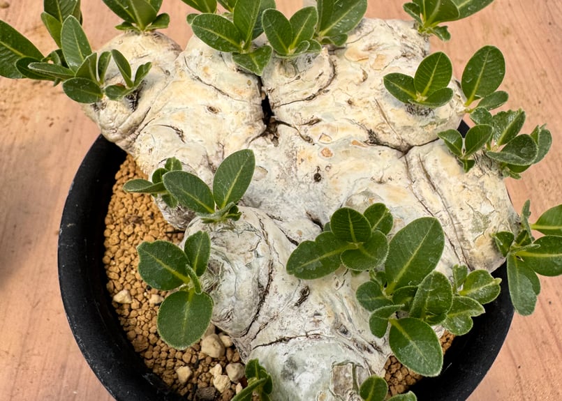 パキポディウム・ブレビカウレ （＃）Pachypodium brevicaule | HOIK