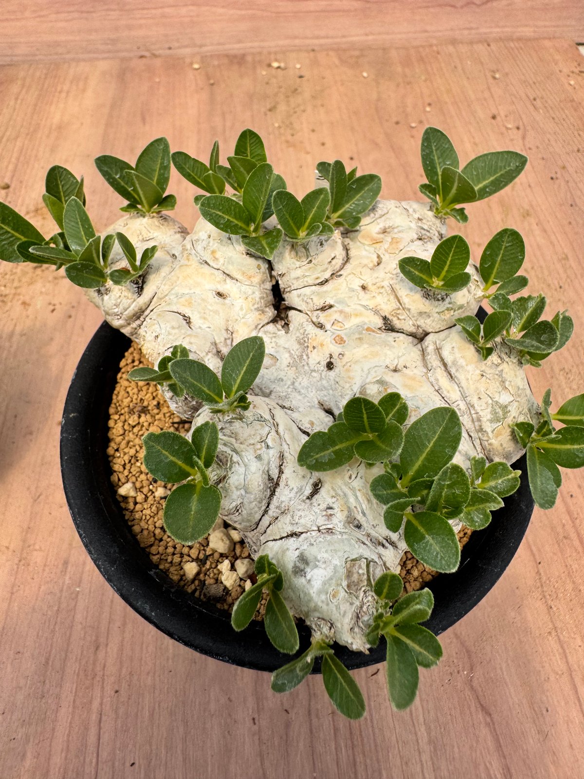パキポディウム ブレビカウレ Pachypodium brevicaule Pachypodium brevicaule【パキポディウム・ブレビカウレ】 | RIMO'S