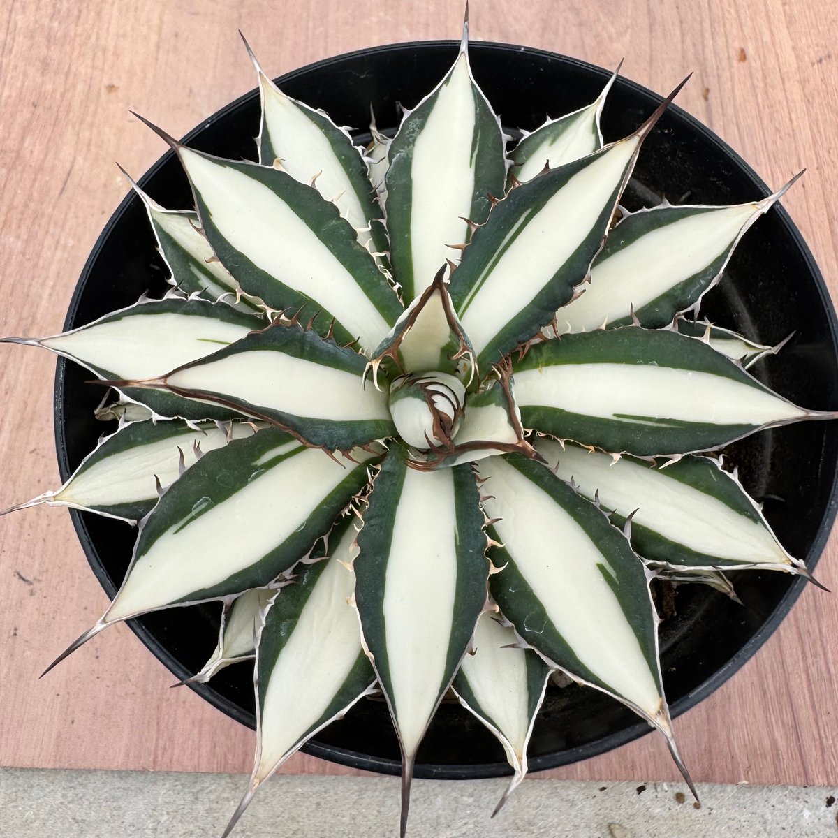 アガベ　ホリダ　薄中斑 アガベ ホリダ錦 白中斑 Agave horrida varieg. | HOIKAWA CA