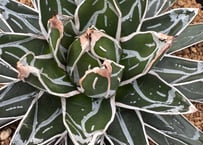 アガベ ホリダ錦 白中斑 Agave horrida varieg. | HOIKAWA CA
