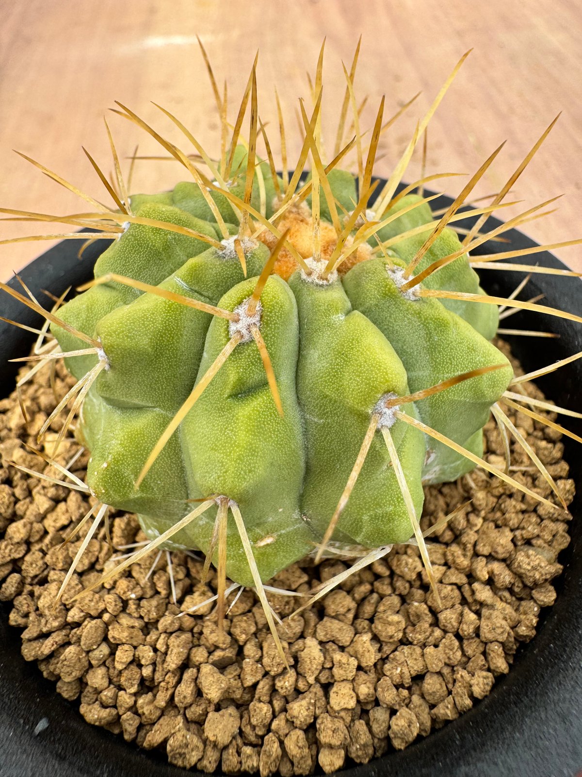 コピアポア ハセルトニアナ 実生 Copiapoa Haseltoniana 逆鱗丸 | HO