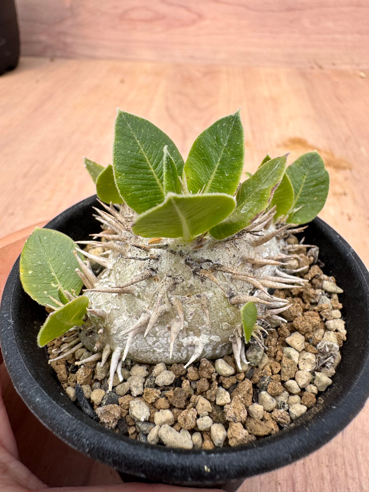 パキポディウム・ブレビカウレ 白花 実生 Pachypodium brevicaule | H
