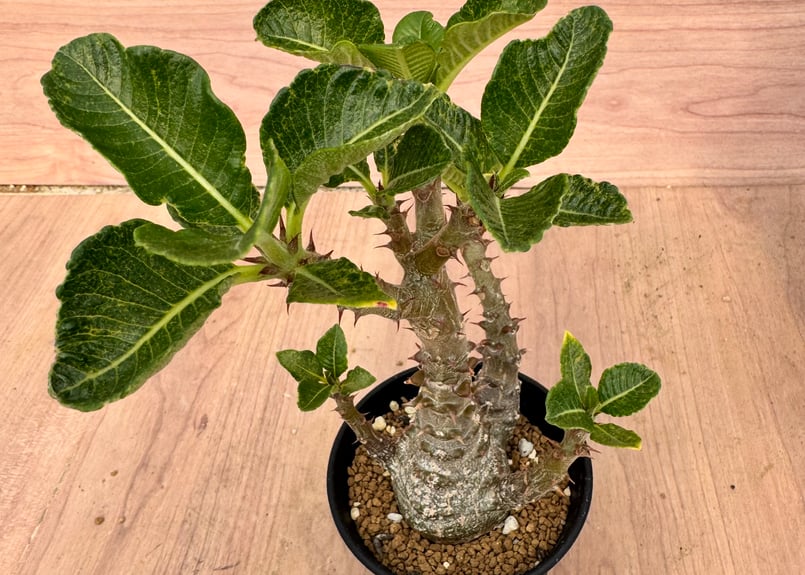 パキポディウム ウインゾリー 実生 Pachypodium | HOIKAWA