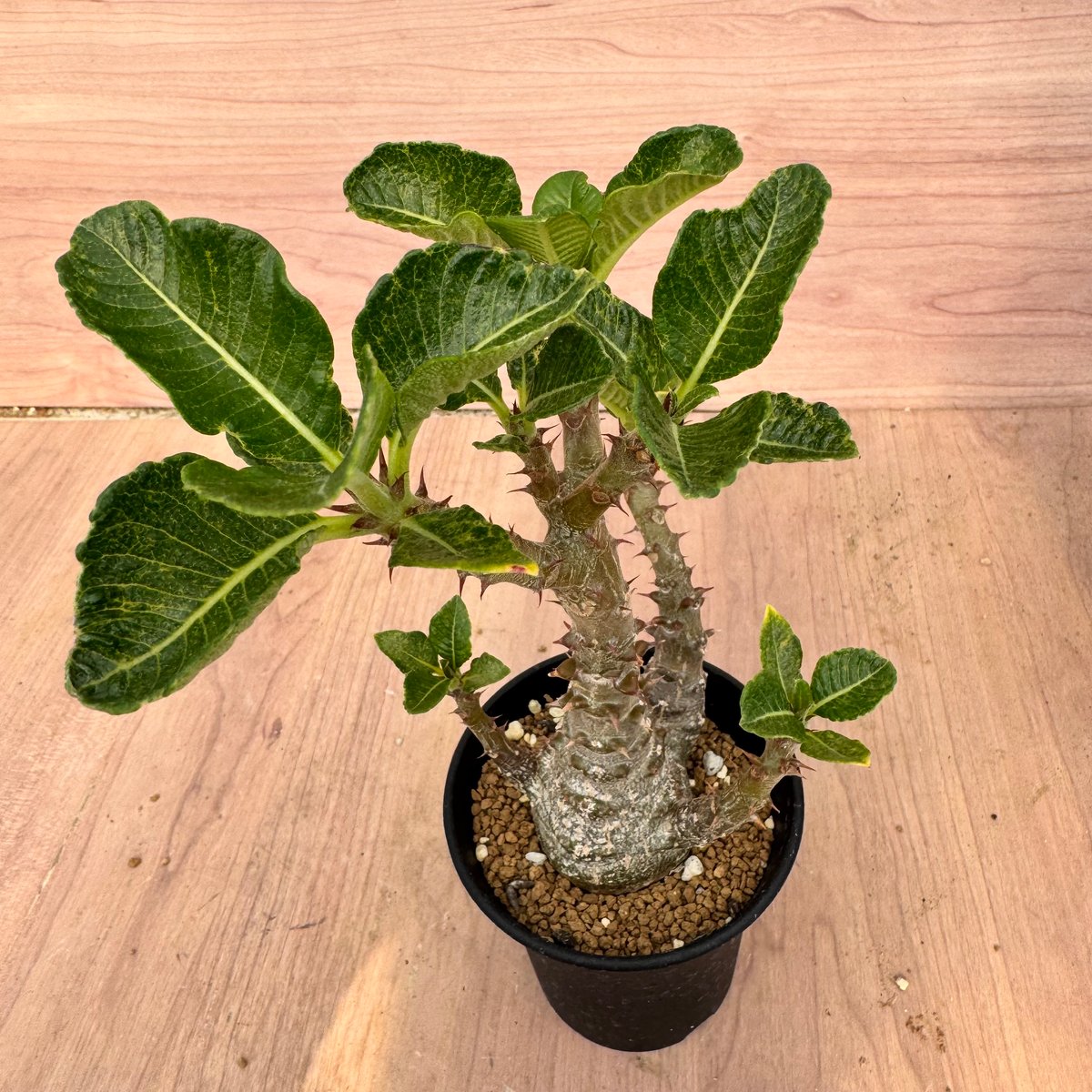 パキポディウム　ウインゾリー実生① パキポディウム ウィンゾリー （実生）RF230826 | RAFLUM