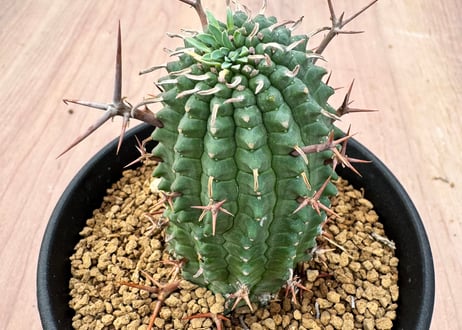 HOIKAWA CACTUS GARDEN