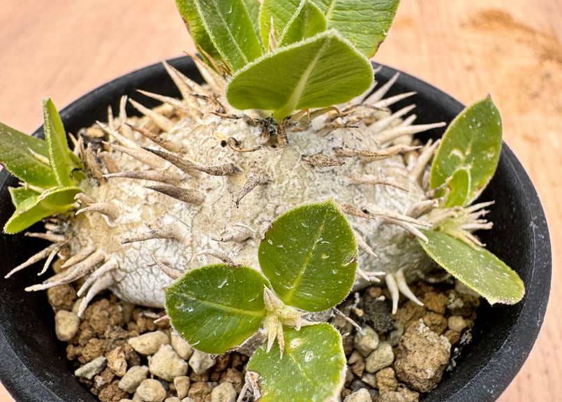 パキポディウム　ブレビカウレ　実生 約8年育成 パキポディウム ブレビカウレ（恵比寿笑い）/ 白肌の現地球と