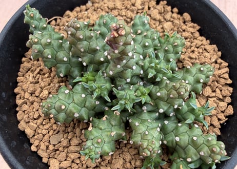 HOIKAWA CACTUS GARDEN