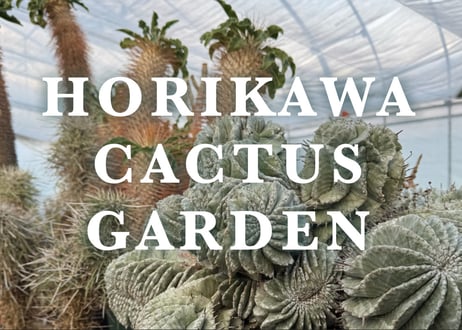 ホリカワ様専用 (ITEM | HOIKAWA CACTUS GARDEN) ホリカワ様専用 (ITEM | HOIKAWA CACTUS GARDEN)