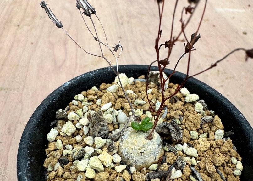 チレコドン ノルテーイ（＃）Tylecodon nolteei | HOIKAWA CACTU