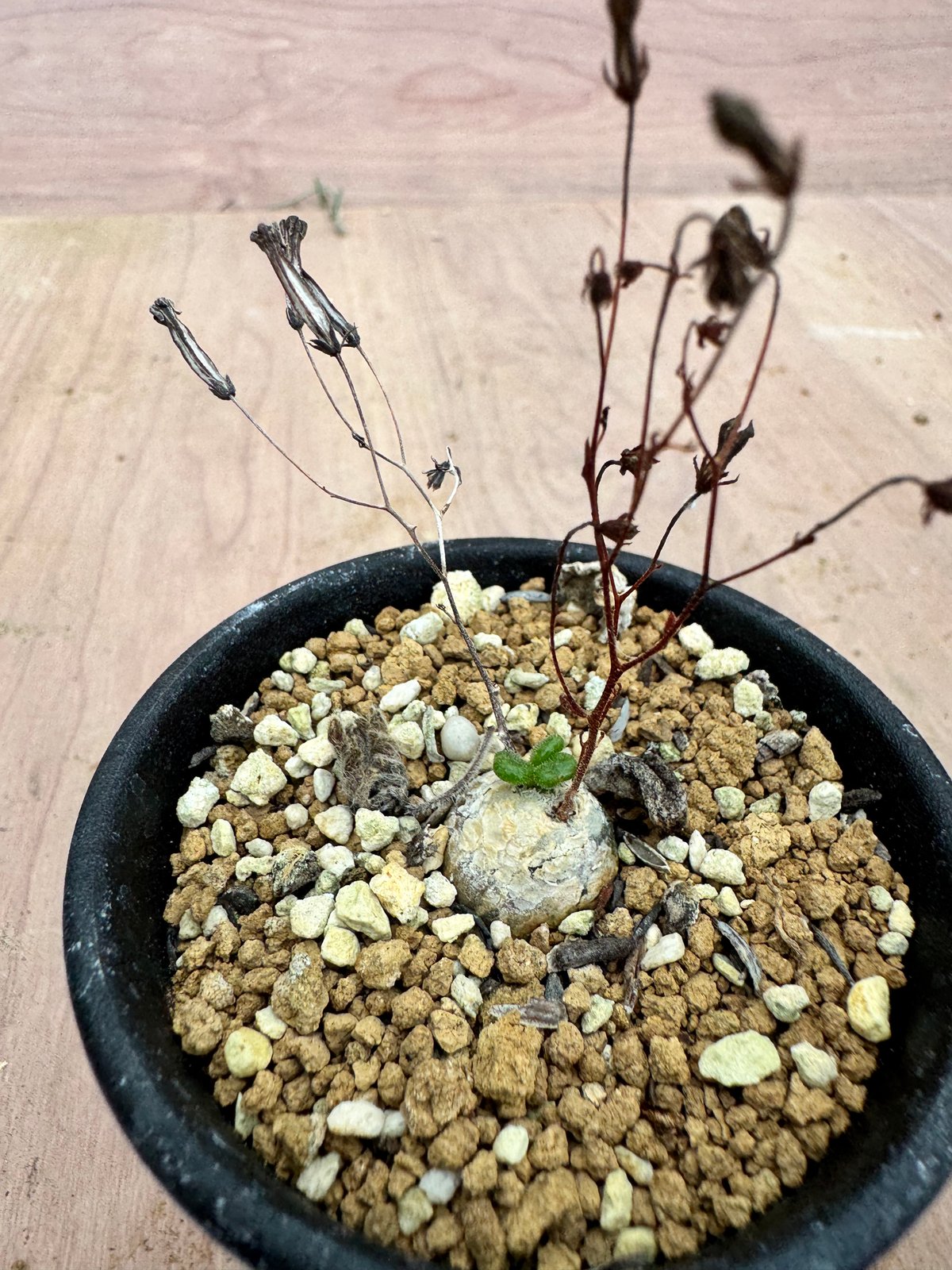 チレコドン ノルテーイ（＃）Tylecodon nolteei | HOIKAWA CACTU